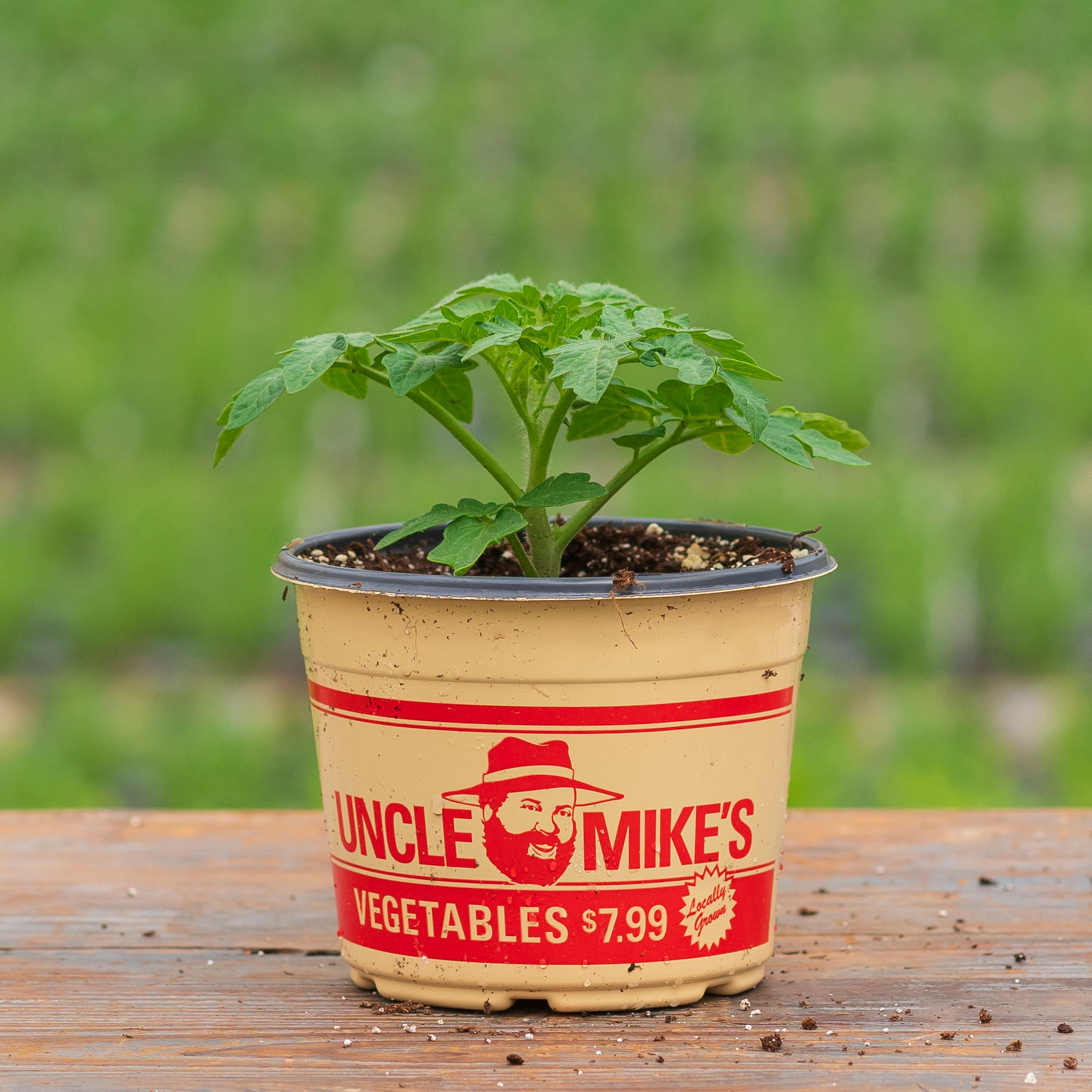 Tomato – San Marzano – 6.5″ Pot